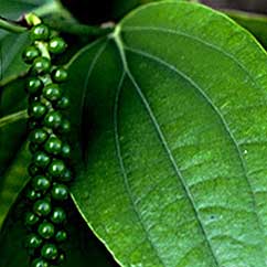 How To Use Black Pepper Oil