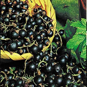 How To Identify Different Types Of Berries