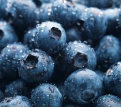 Health Effects Of Eating Rotten Blueberry