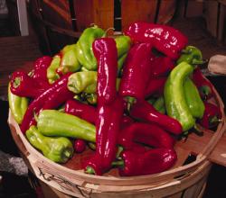 Herbal Remedies For Boils
