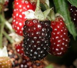 Herbal Remedies For Bursitis