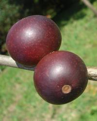 Camu Camu Health Benefits