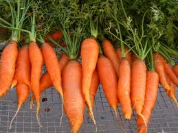 Carrot Medicinal Uses 