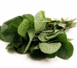 Herbal Remedies For Colic 