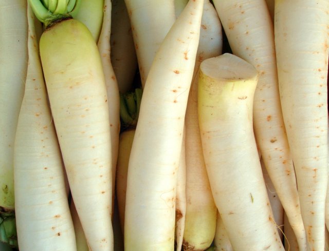 Growing Daikon