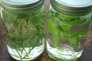 Herbal Remedies For Diverticulitis Treatment