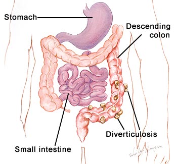 large intestine wiki large intestine wiki