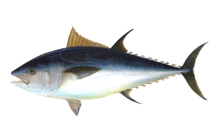 5 Reasons To Eat Tuna For Breakfast