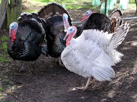 Investment Bankers Being Blamed For Costly Turkeys
