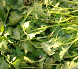 Herbal Remedies For Flatulence 