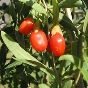 How To Grow Goji Berries At Home