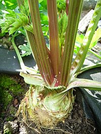 Growing Celeriac