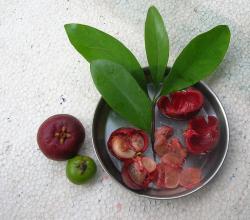 Herbal Remedies For Hernia&nbsp;Treatment