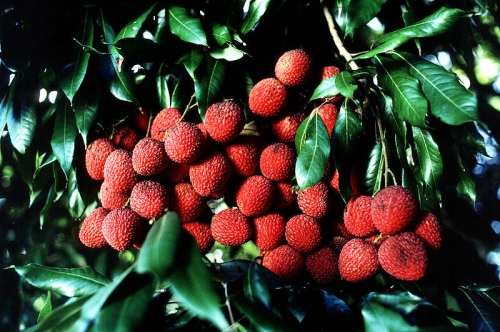 How To Eat Lychee?