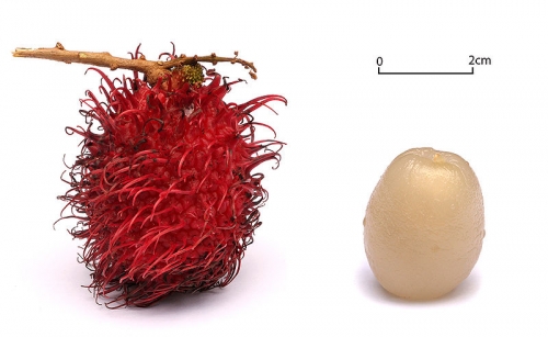 How To Eat Rambutan?
