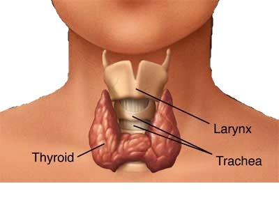 Herbal Remedies For Hyperthyroidism