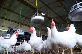 What Do You Know About The Organic Chicken