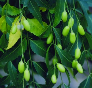 Herbal Remedies For Impetigo