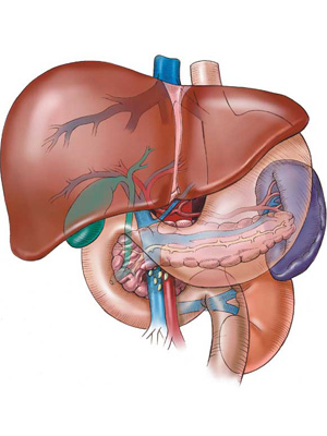 How to Cleanse Your Liver