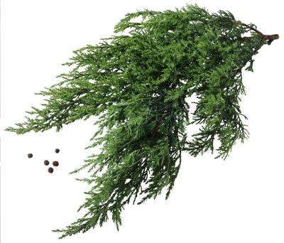 What Are The Benefits Of Juniper Oil?