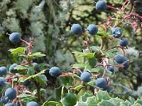 What Are The Health Benefits Of Maqui Berry