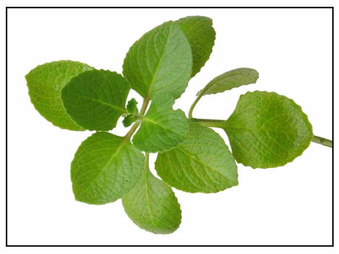 Herbal Remedies For Mononucleosis