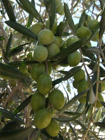 Is It Safe To Eat Olive During Pregnancy?