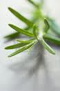 Rosemary Medicinal Uses