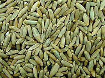 Health Benefits of Rye