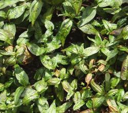 Herbal Remedies For Scabies Treatment