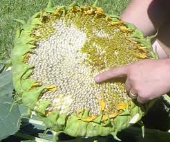Health Benefits Of Sunflower Seeds