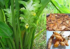 Herbal Remedies For Shingles