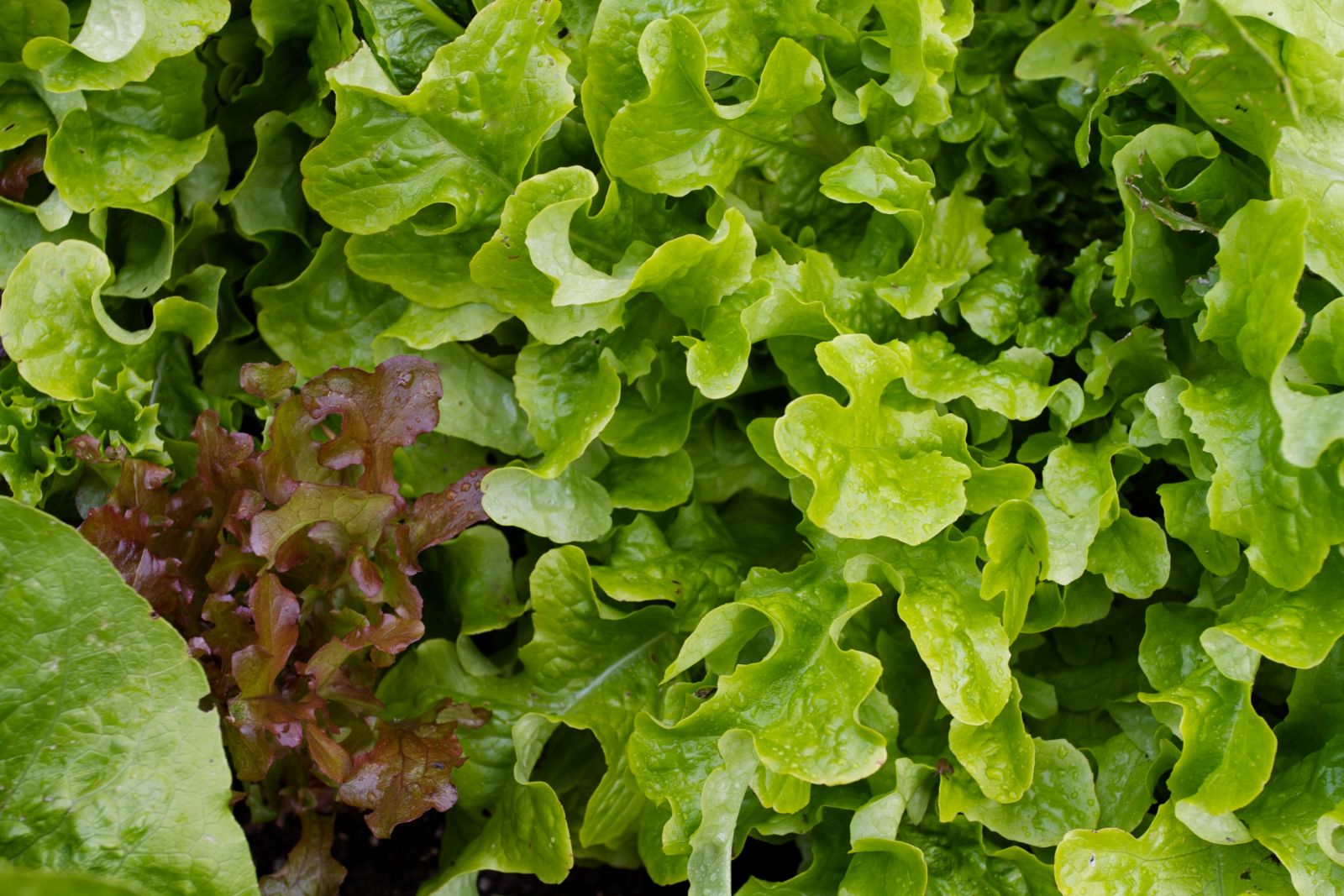 How To Revive Wilted Lettuce