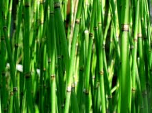 Herbal Remedies For Epididymitis