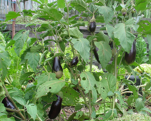 Egg Plant Biryani