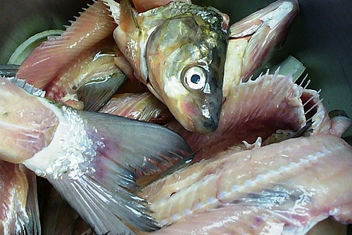 Fish Stock For Gefilte Fish