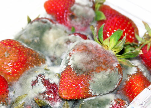 Creamy Fruit Mold