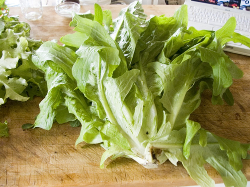 Head Lettuce And Anchovy Salad