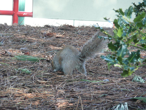 Pink Squirrel Fondue 