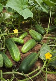What Makes Cucumbers Bitter