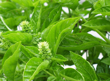 What Are The Health Benefits Of Basil? – The Herb That Flavors And Cures.