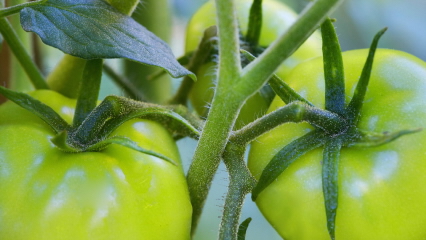 How To Ripen Green Tomatoes? – Gets It Done Faster