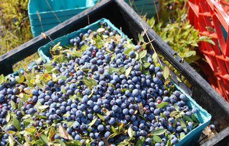 Machias wild blueberry festival