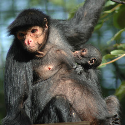 Surprise!!!! Humans And Spider Monkeys Share Similar Food Habits