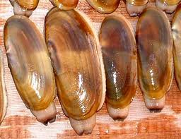 How To Dig For Steamer Clams 