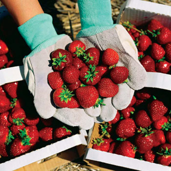 Cedarburg Strawberry Festival