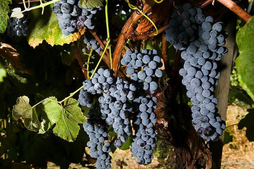 Benefits Of Grape Enzyme