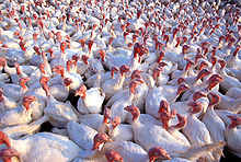 Top 10 Sustainable Turkey Varieties