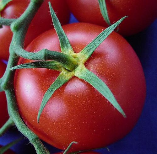 Benefits Of Tomato Enzyme