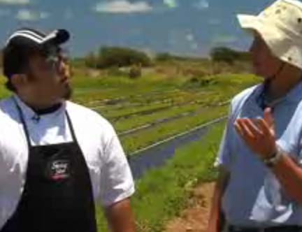 Kahuku Sea Asparagus - Ola At Turtle Bay Resort Video